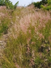 Melinis repens