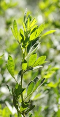 Indigofera cytisoides
