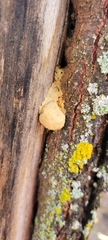 Myxomycetes
