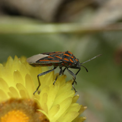 Spilostethus lemniscatus