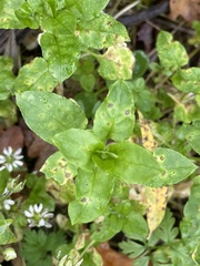 Stellaria neglecta