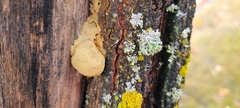 Myxomycetes