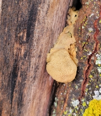 Myxomycetes