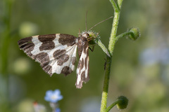 Lomaspilis opis
