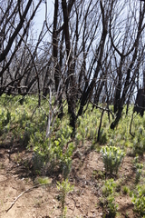 Leucadendron argenteum
