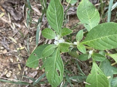 Alternanthera sessilis