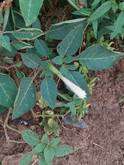 Datura wrightii