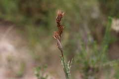 Hypodiscus aristatus