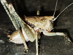Tettigoniinae