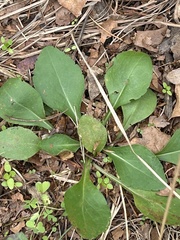 Solidago arguta