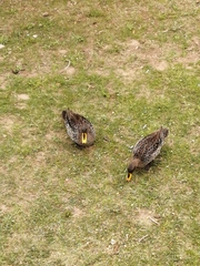 Anas undulata undulata