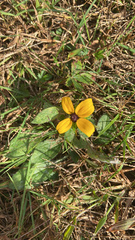 Rudbeckia
