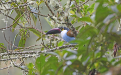 Andigena nigrirostris