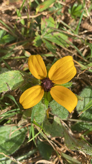 Rudbeckia