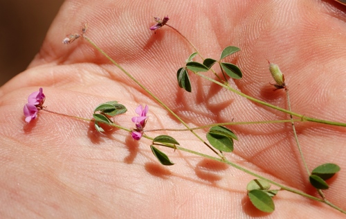 Image of Indigofera dodii by (c) Tony Rebelo, some rights reserved (CC BY-SA)