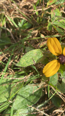 Rudbeckia