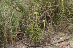 Crassula mollis
