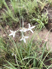 Kohautia amatymbica