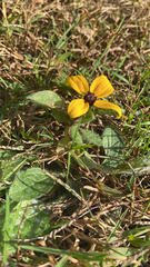 Rudbeckia