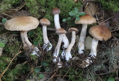 Cortinarius biformis