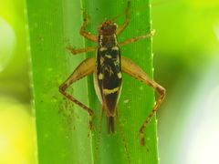 Cardiodactylus esakii