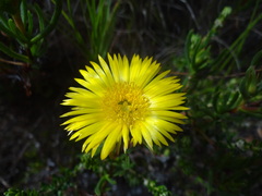 Lampranthus bicolor