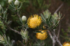 Leucospermum cuneiforme