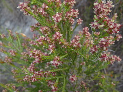 Passerina corymbosa