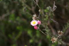 Achyranthemum affine