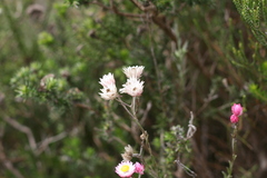 Achyranthemum affine