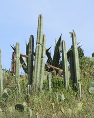 Lophocereus marginatus