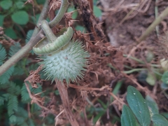 Datura wrightii