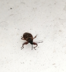 Gastrodes abietum