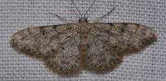 Idaea urcitana