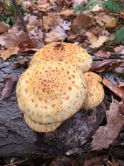 Adiposae