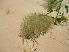 Lepidium englerianum