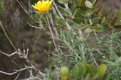 Berkheya angustifolia