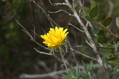 Berkheya angustifolia