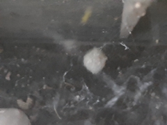 Latrodectus geometricus