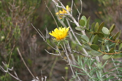 Berkheya angustifolia