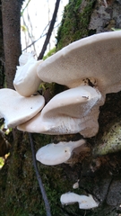 Trametes suaveolens