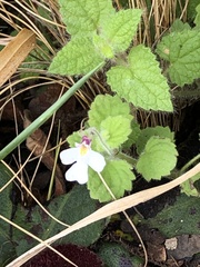 Diclis