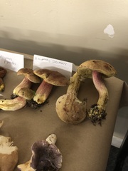Boletus smithii