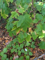 Hydrangea quercifolia