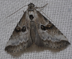 Zebeeba falsalis