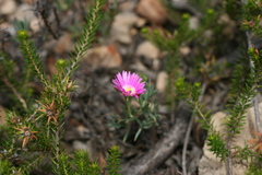 Lampranthus algoensis