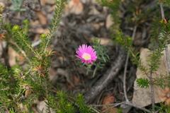 Lampranthus algoensis