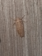 Curtara insularis