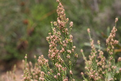 Passerina corymbosa