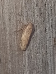 Curtara insularis
